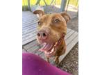 Adopt Cinnamon a Red/Golden/Orange/Chestnut American Pit Bull Terrier / Mixed