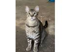 Adopt Fabian a Tabby, American Shorthair