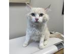 Adopt Bo Peep a White Domestic Mediumhair / Mixed cat in Great Falls