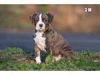 Adopt Zeppelin a Pit Bull Terrier
