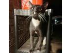 Adopt Socks a All Black American Shorthair / Mixed cat in Helena, AL (38359289)
