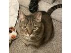 Adopt Molly a Gray or Blue Domestic Shorthair / Mixed cat in Philadelphia