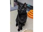 Adopt Lex 3969 a Domestic Shorthair / Mixed cat in Vista, CA (38548561)
