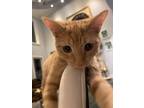Adopt Carrot a Orange or Red Tabby Domestic Shorthair / Mixed (medium coat) cat