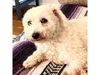 Adopt LuLu a White - with Tan, Yellow or Fawn Bichon Frise / Mixed dog in