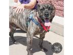 Adopt London a Mastiff, Mixed Breed