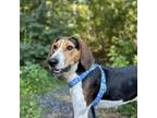 Adopt Nosey Nellie a Brown/Chocolate Coonhound / Mixed dog in Lyndhurst
