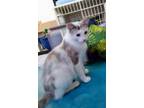 Adopt Moxie a White (Mostly) Domestic Longhair (long coat) cat in Prescott