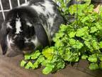 Adopt Oreo and Woody a Holland Lop