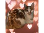 Adopt Gunny a Domestic Short Hair