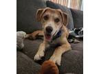 Adopt Samson a Tan/Yellow/Fawn Husky / Labrador Retriever / Mixed dog in