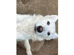 Adopt Naula a White German Shepherd Dog / Great Pyrenees / Mixed dog in