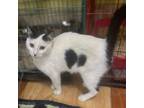 Adopt Panda-Nesma a Turkish Van