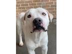 Adopt Booker a White American Pit Bull Terrier / Mixed dog in Baton Rouge