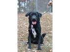 Adopt Sailor - Adoptable a Labrador Retriever / Mixed Breed (Medium) / Mixed dog