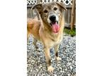 Adopt Honeybee a Tan/Yellow/Fawn Mixed Breed (Large) / Mixed dog in Port St.