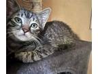 Adopt JESSIE a Gray or Blue Domestic Shorthair / Mixed cat in Chico