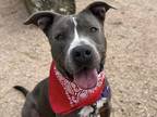 Adopt Percy a Gray/Blue/Silver/Salt & Pepper Mixed Breed (Large) / Mixed dog in