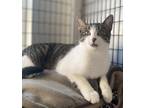 Adopt Snow White a Gray or Blue Domestic Shorthair / Domestic Shorthair / Mixed