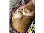Adopt Alfred a Orange or Red (Mostly) Domestic Shorthair / Mixed (short coat)