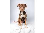 Adopt Fred a Pit Bull Terrier, Doberman Pinscher