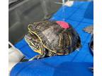 Adopt Muchy a Turtle - Other / Mixed reptile, amphibian, and/or fish in