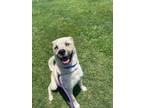 Adopt Tomy* a Tan/Yellow/Fawn Husky / Mixed dog in Baton Rouge, LA (38479179)