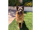 Adopt Luna a Tan/Yellow/Fawn - with Black German Shepherd Dog / Mixed dog in San