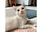 Adopt Poseidon a Domestic Shorthair (short coat) cat in Dallas, TX (38598561)