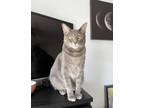 Adopt Oliver a Gray, Blue or Silver Tabby American Shorthair / Mixed (short