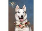 Adopt Joy a Gray/Silver/Salt & Pepper - with Black Siberian Husky / Mixed dog in