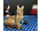 Adopt Honey a Brown or Chocolate Domestic Mediumhair / Mixed (medium coat) cat