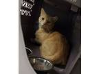 Adopt Kitkin a Orange or Red Tabby Domestic Mediumhair (medium coat) cat in