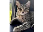 Adopt Havarti a Domestic Shorthair / Mixed cat in Greater Napanee, ON (38534293)