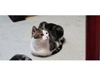 Adopt Sébastien a Black & White or Tuxedo Domestic Shorthair / Mixed cat in