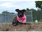 Adopt Fanta - Adoptable a Labrador Retriever / Mixed Breed (Medium) / Mixed dog