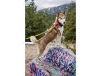 Adopt Scooter* a Siberian Husky / Mixed dog in Pomona, CA (38441226)
