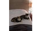Adopt Floyd And Olive a Brown Tabby Domestic Shorthair / Mixed (short coat) cat