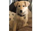 Adopt Pearl a White Labrador Retriever / Great Pyrenees / Mixed dog in Lindsay