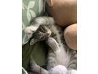 Adopt Kiwi a Gray, Blue or Silver Tabby Tabby / Mixed (medium coat) cat in