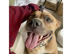 Adopt Greta a Tan/Yellow/Fawn - with White American Staffordshire Terrier /