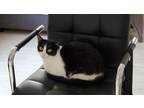 Adopt Gem a Black & White or Tuxedo Domestic Shorthair / Mixed (short coat) cat