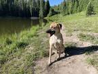 Adopt Ray a Tan/Yellow/Fawn Shepherd (Unknown Type) / Mixed dog in Grand