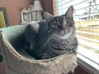 Adopt Sasha a Gray, Blue or Silver Tabby Tabby / Mixed (medium coat) cat in Fort