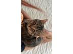 Adopt Tiki a Brown Tabby American Shorthair / Mixed (medium coat) cat in