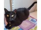 Adopt Shaggy a Domestic Shorthair / Mixed (short coat) cat in Fremont