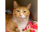 Adopt Rihanna a Orange or Red Domestic Shorthair / Mixed cat in Great Falls