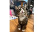 Adopt Enchilada a Domestic Medium Hair