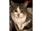 Adopt Tofu a Domestic Short Hair