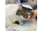 Adopt Arianna a Domestic Mediumhair / Mixed cat in Salmon Arm, BC (38401069)